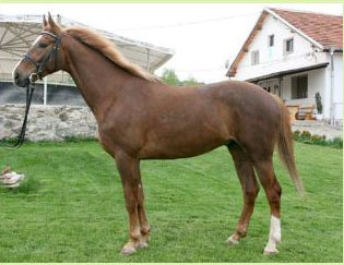 CAL DIN ESTUL BULGARIEI